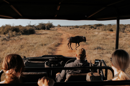 Rugged and Wild – South Africa’s Big 5